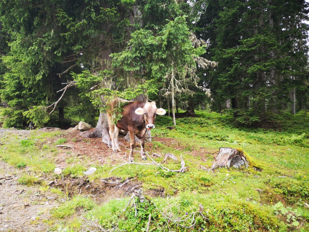 Tiroler Braunvieh